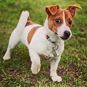 Meet your Posher, Genaro